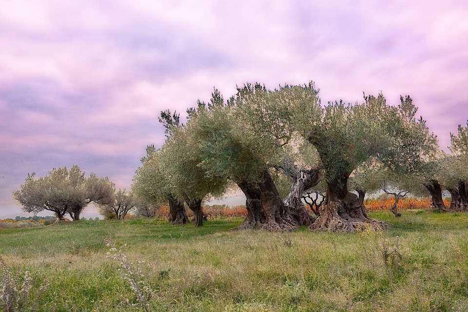 Старые оливковые деревья. пазл онлайн