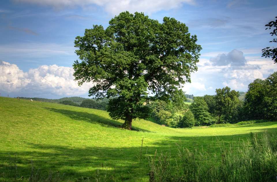 Самотнє дерево. пазл онлайн