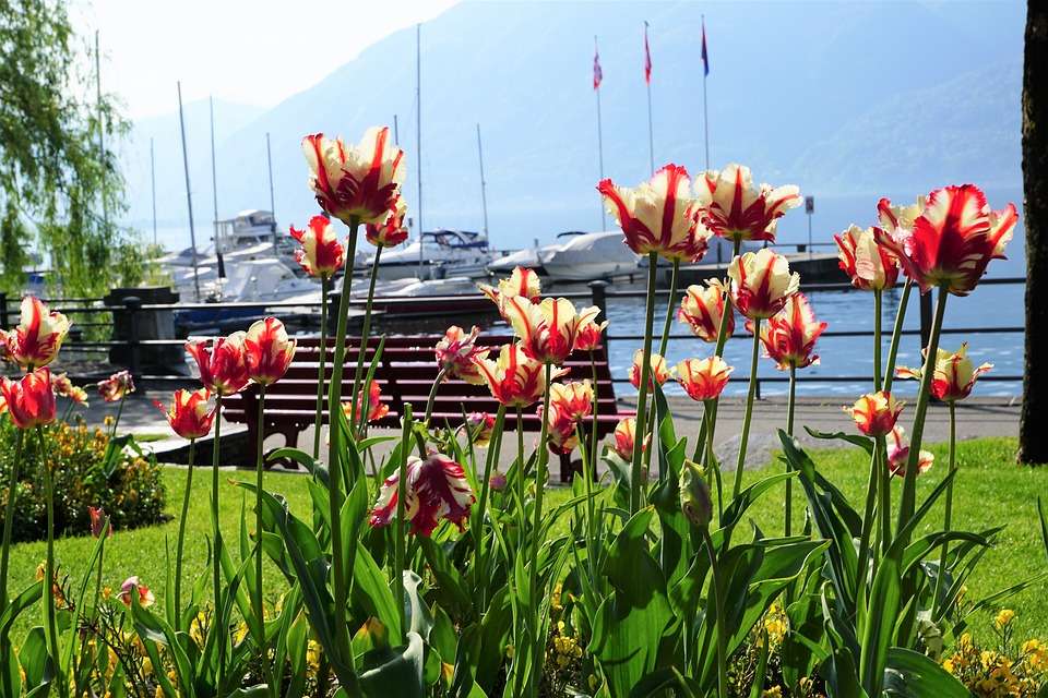 Tulips in Locarno. jigsaw puzzle online