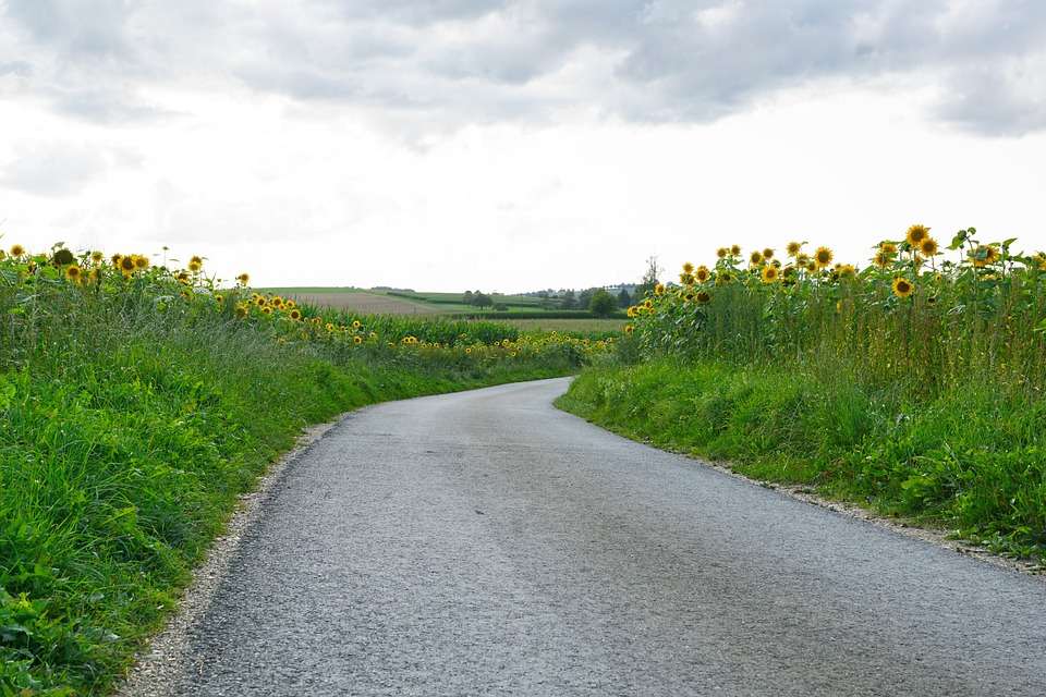 Road among sunflowers. online puzzle