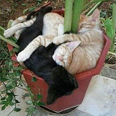 Cats in a pot jigsaw puzzle online