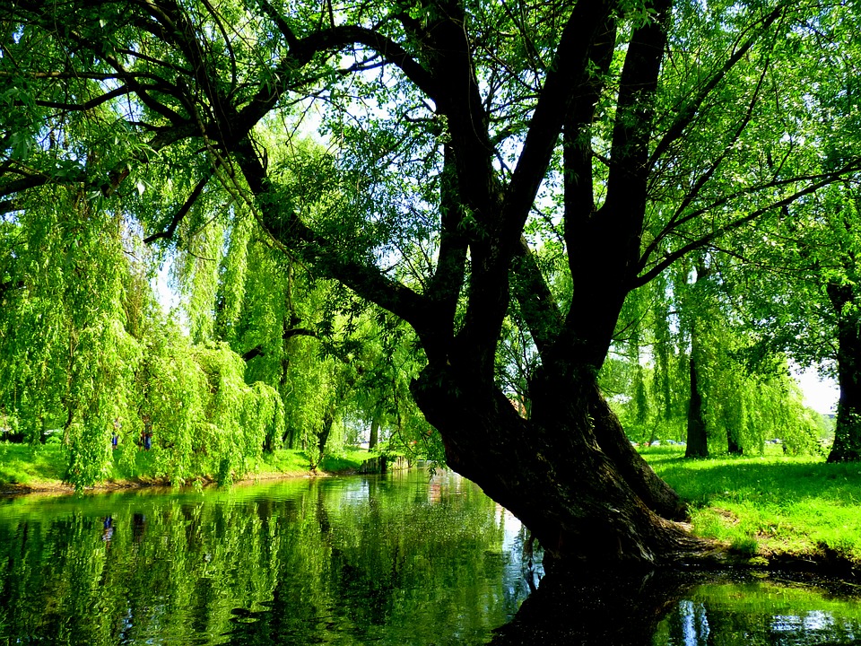 Old willow over Masuria. jigsaw puzzle online