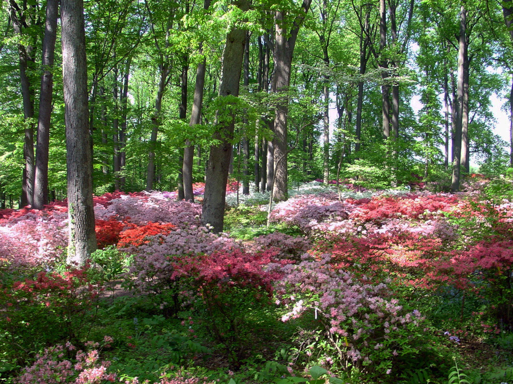 Floresta de florescência em Winterthur. quebra-cabeças online
