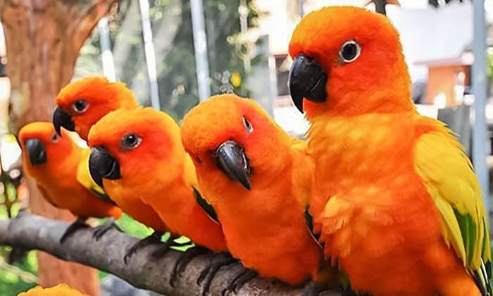 Оранжеви папагали онлайн пъзел