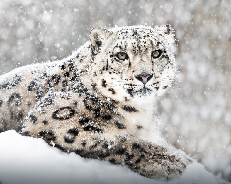 Χιόνι Λεοπάρδαλη παζλ online