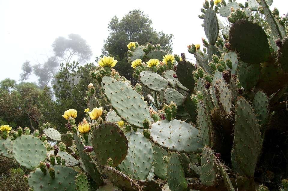 Cactus en flor. rompecabezas en línea