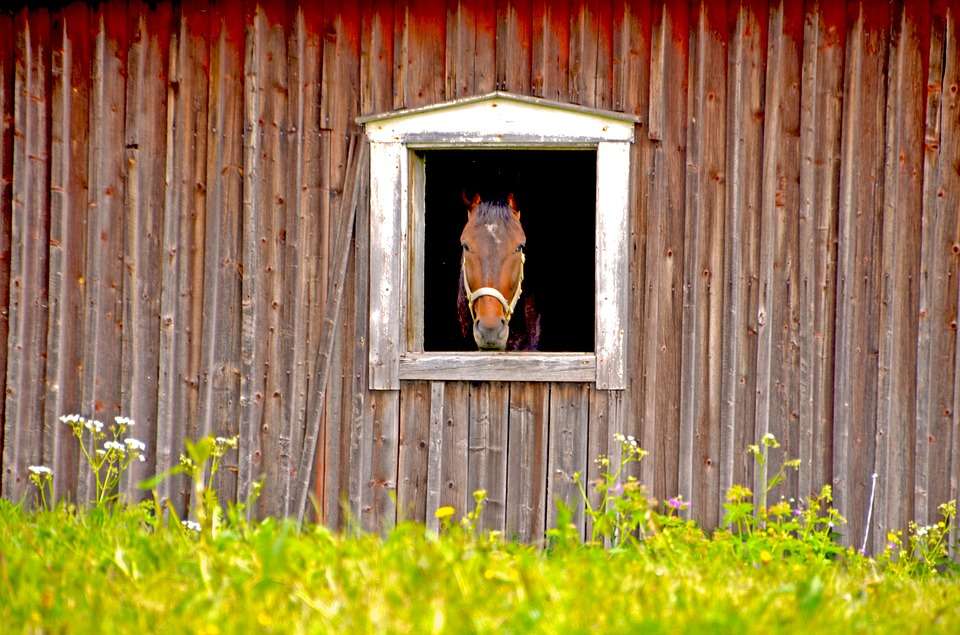 A window in the stable. jigsaw puzzle online