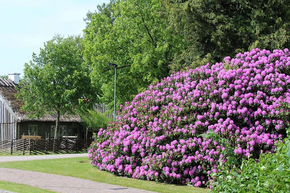 Rhododendron. legpuzzel online