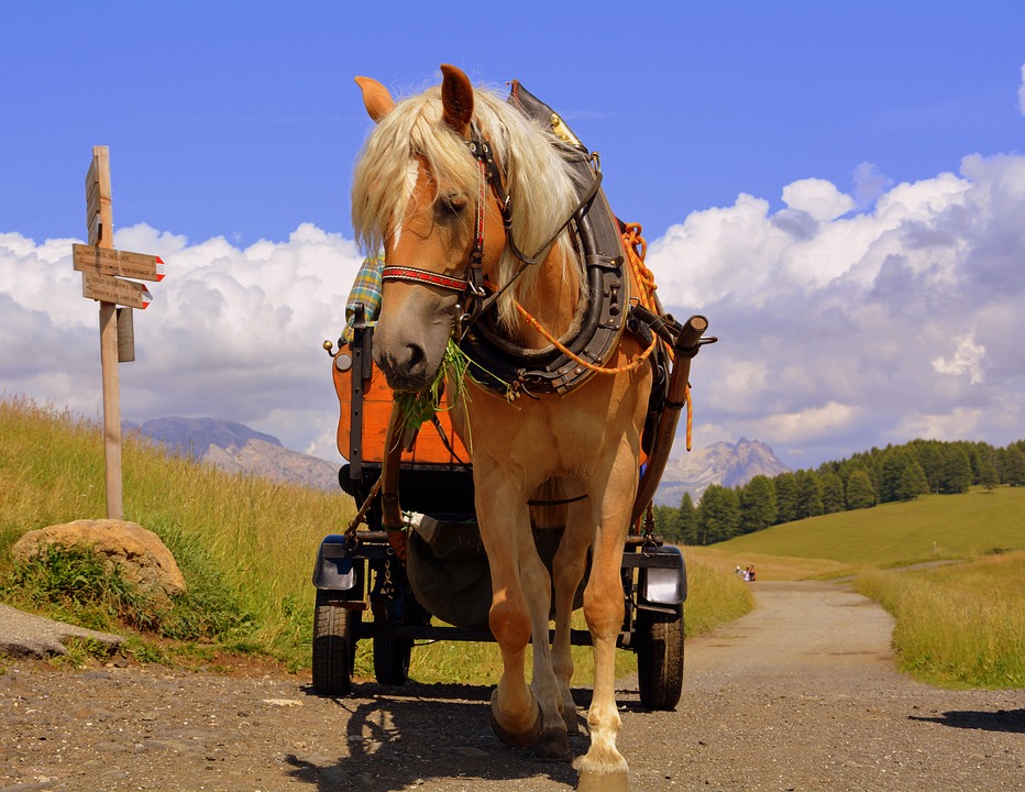 Horse-drawn carriage. jigsaw puzzle online