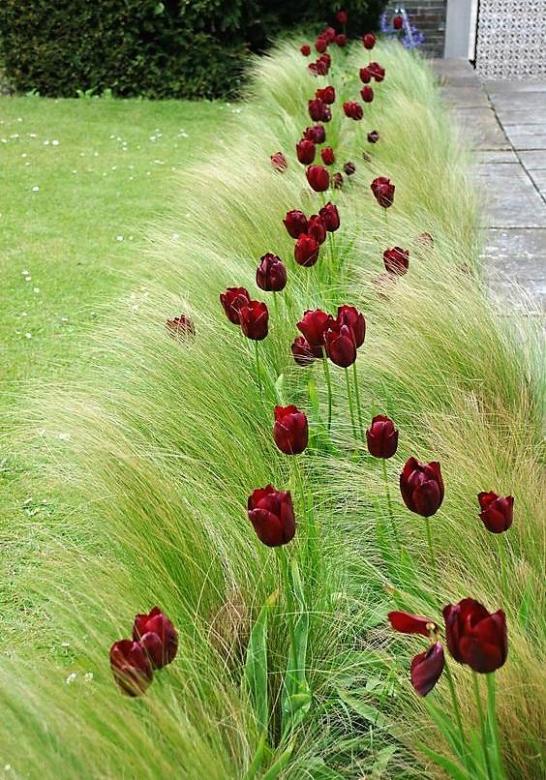 tulpen onder het gras online puzzel