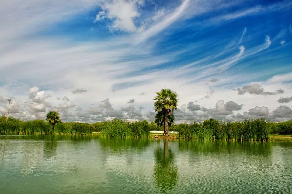 Landskap med en palmträd. pussel på nätet