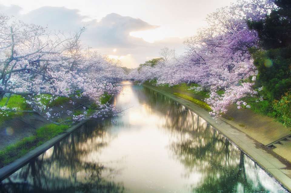 咲く桜。 ジグソーパズルオンライン