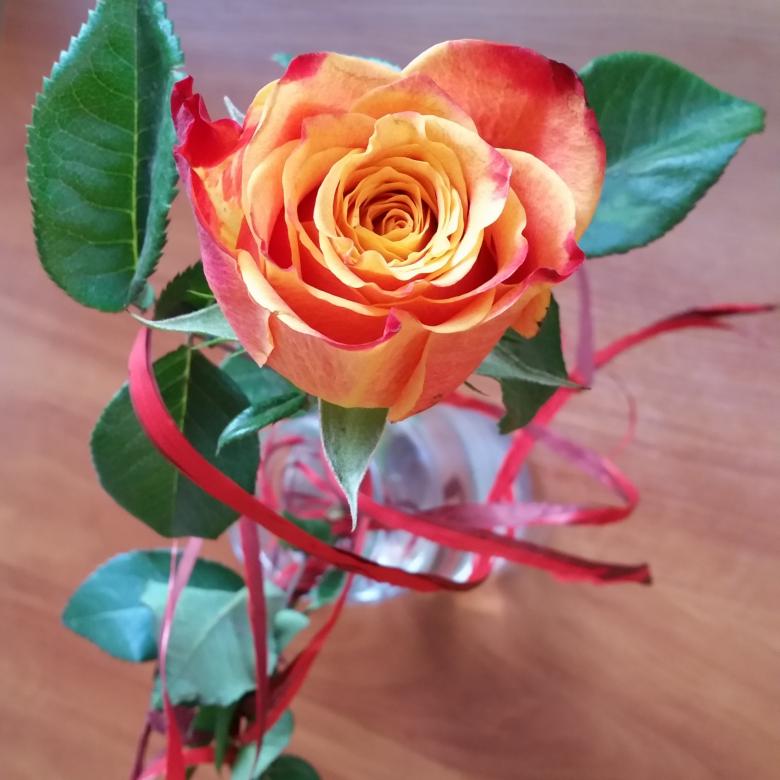 Rubeola, tea rózsa online puzzle