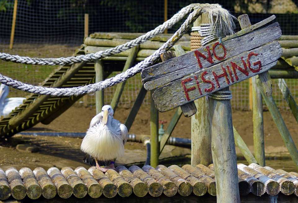 Bajban lévő pelikán. kirakós online