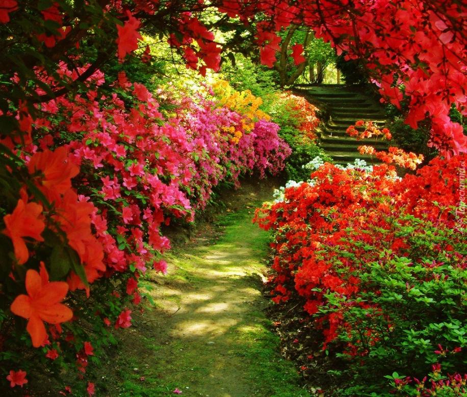 Path among flowers. jigsaw puzzle online
