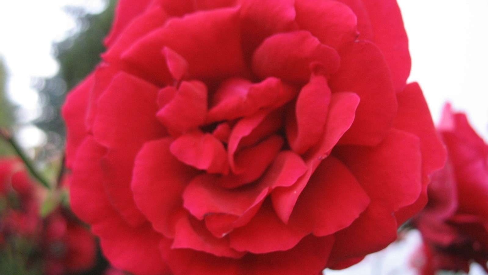 Rose close-up puzzle online