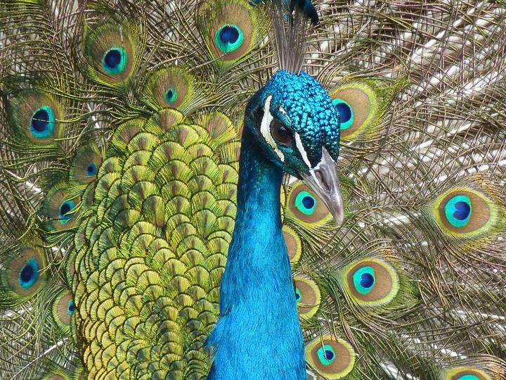 Beautiful peacock. jigsaw puzzle online
