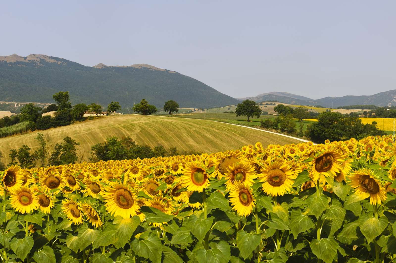 Field of sunflowers. online puzzle