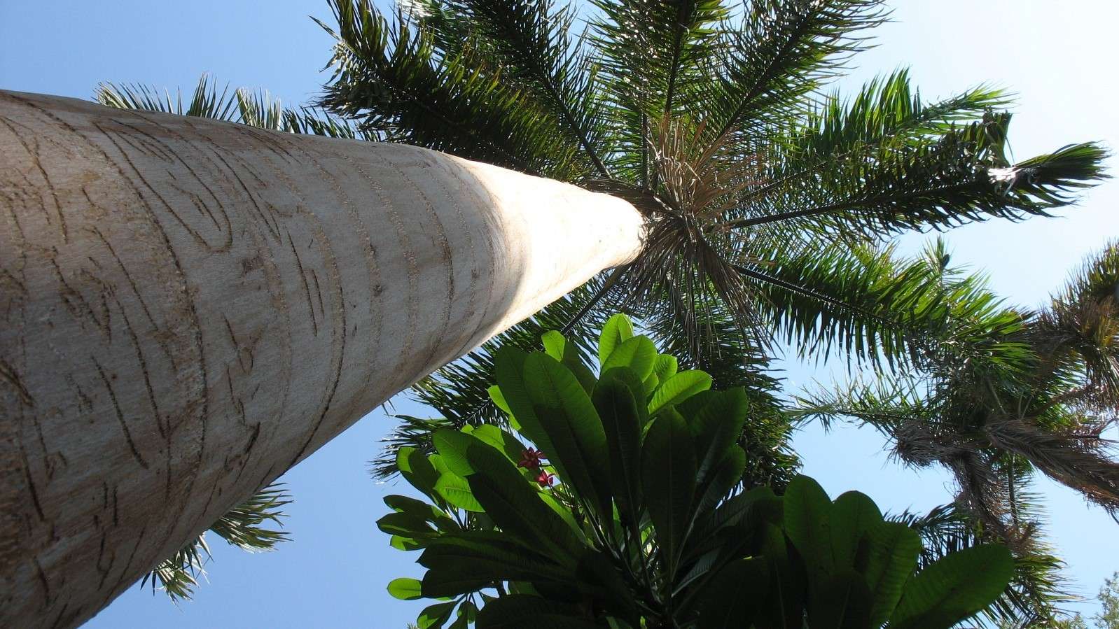 palmieri din Egipt puzzle online