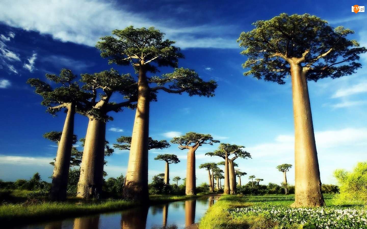 Baobabs. online puzzle