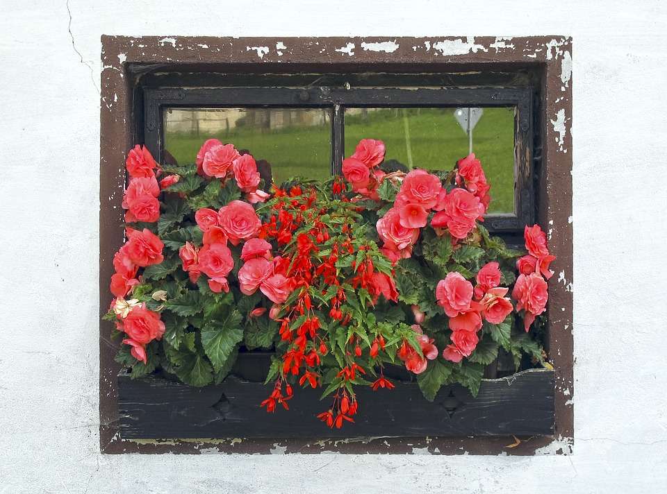 Blumen im Fenster. Online-Puzzle