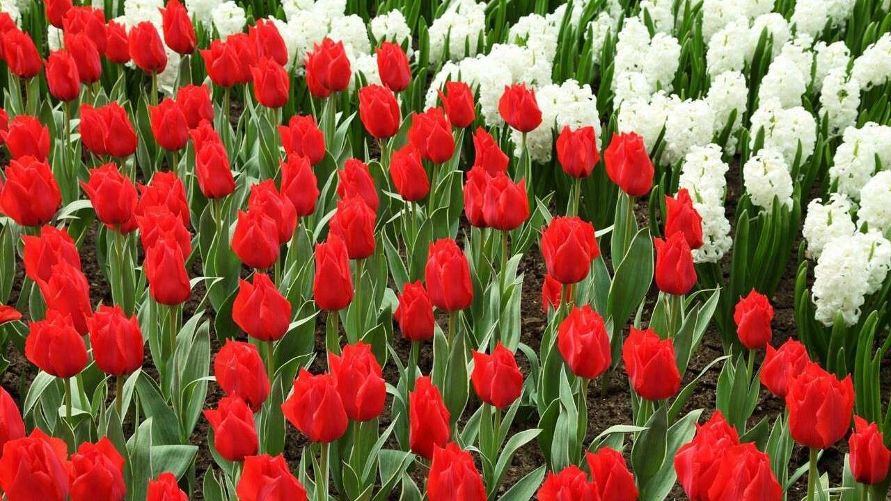 λευκά-κόκκινα λουλούδια online παζλ