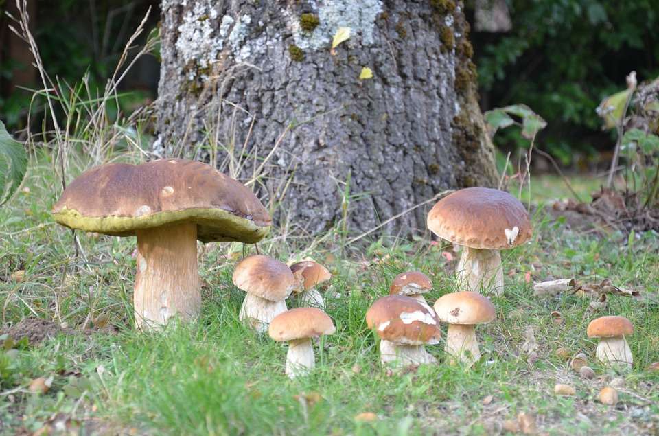 Porcini mushrooms. online puzzle