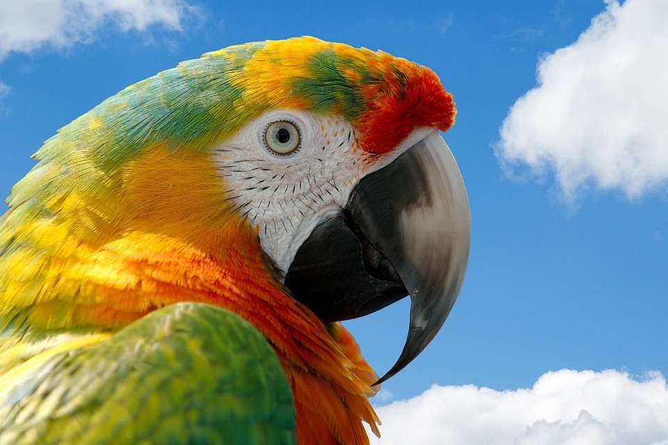 Beautiful macaw. online puzzle