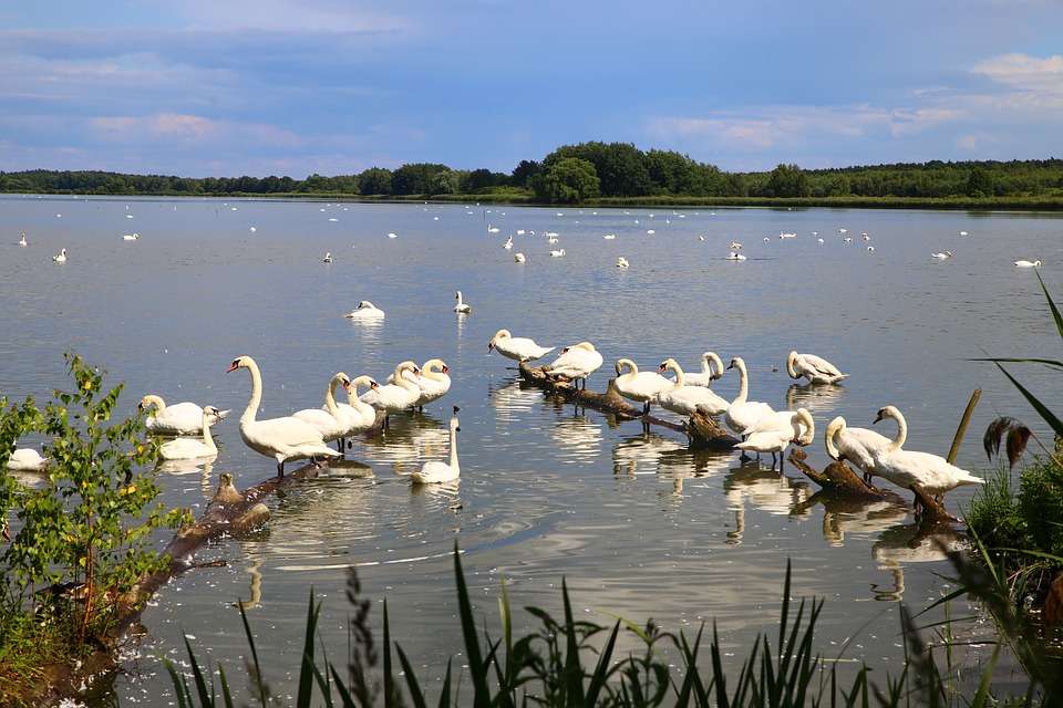 Swan Lake. pussel på nätet