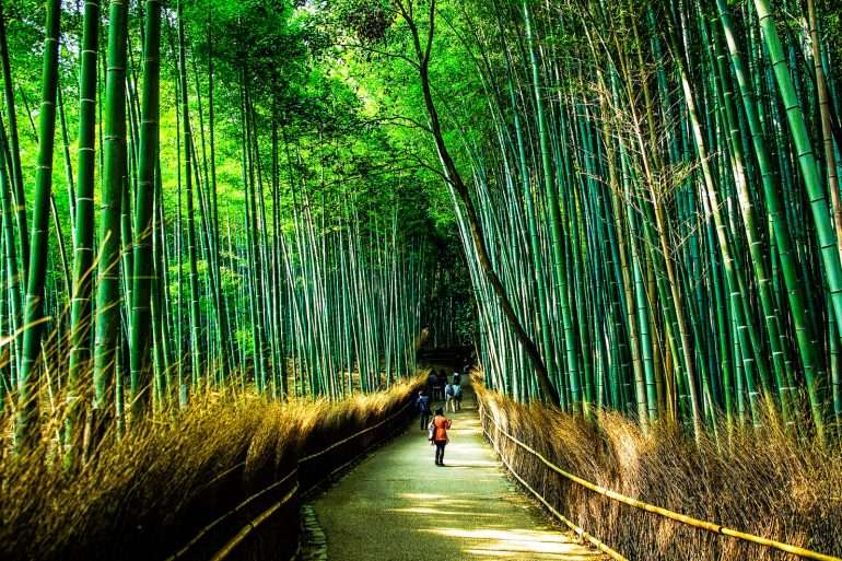 Bosque de bambú. rompecabezas en línea