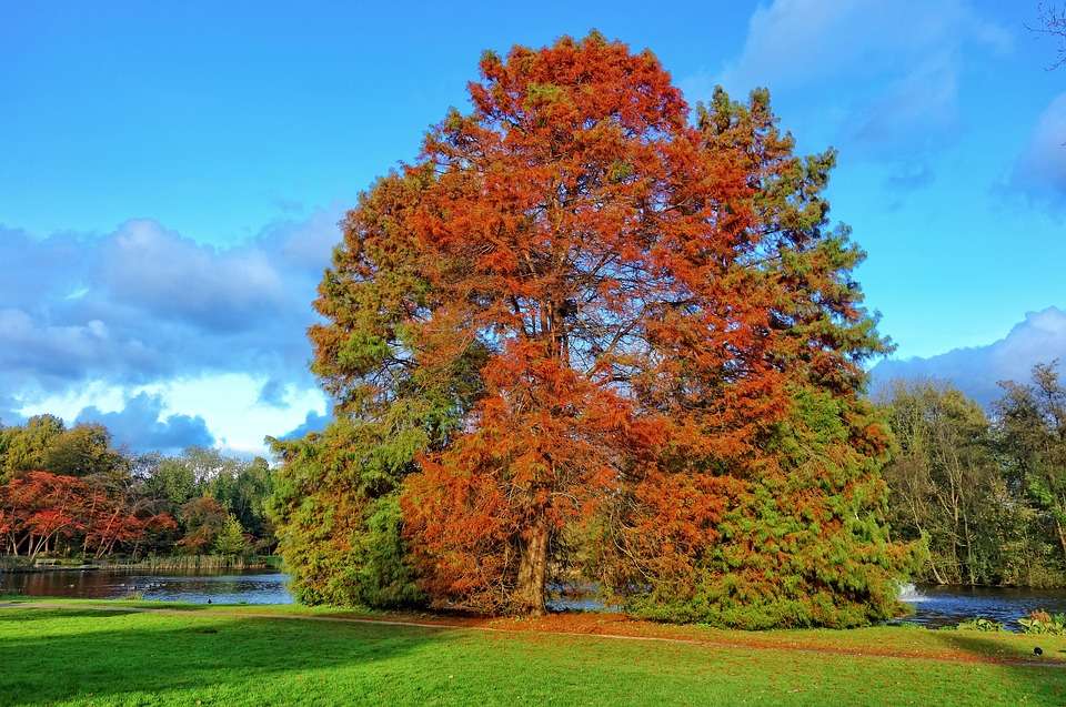 Есенно дърво. онлайн пъзел