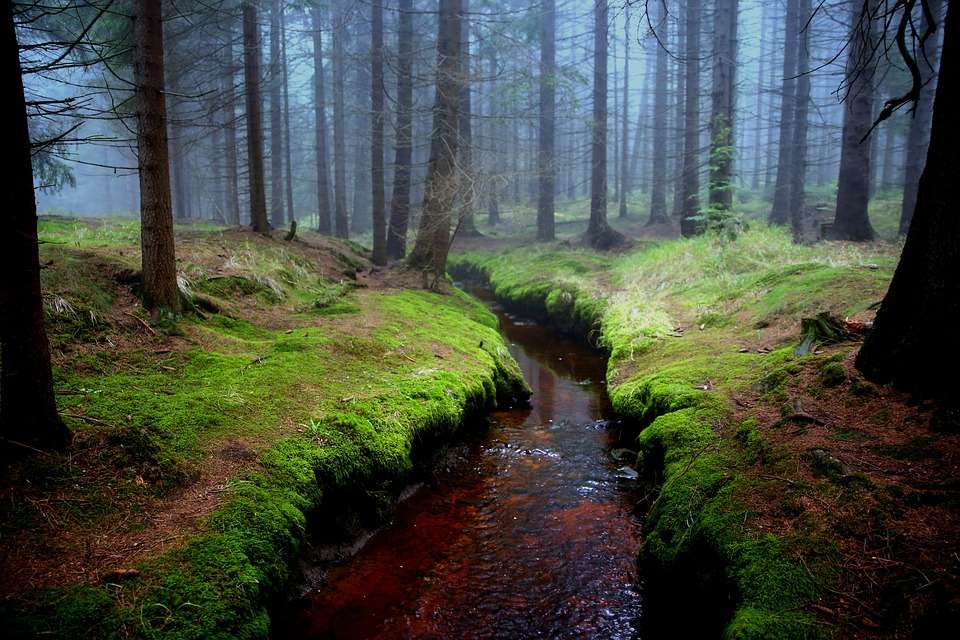 Pârâul în pădure. jigsaw puzzle online
