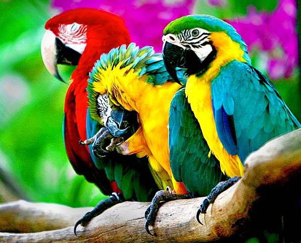 Färgglada papegojor Pussel online