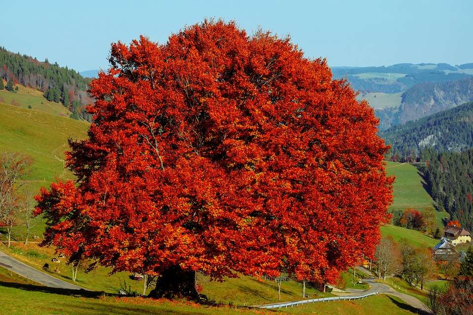 Beech in an autumn robe. online puzzle