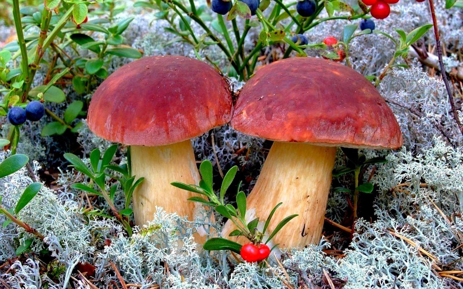 Porcini mushrooms. jigsaw puzzle online