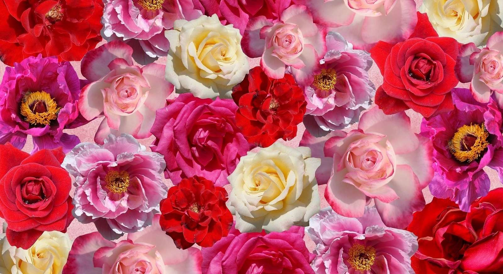 Πολύχρωμα τριαντάφυλλα online παζλ