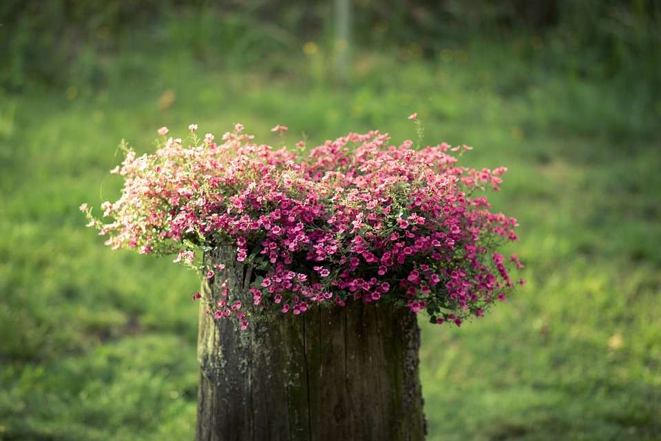 Flowers on the stump. online puzzle