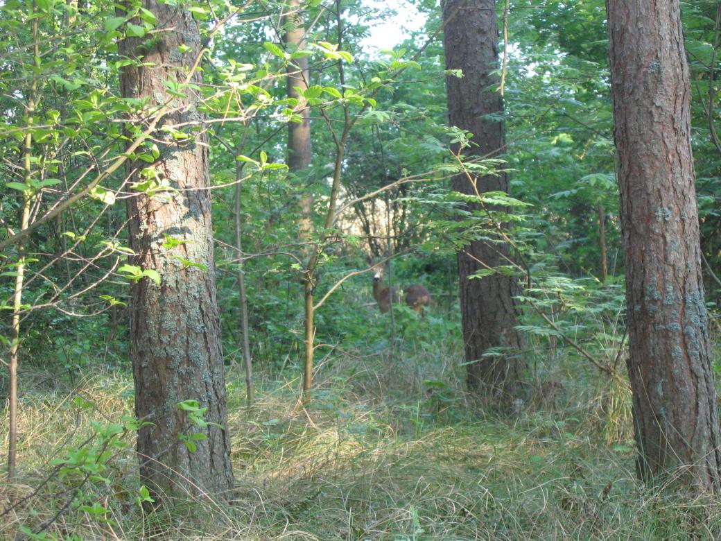 Chevreuil dans la forêt puzzle en ligne