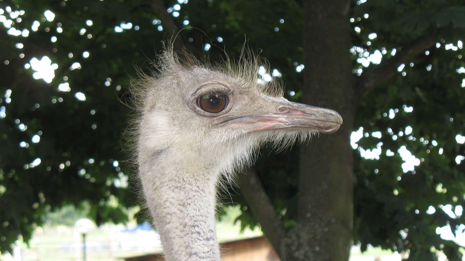 O olhar de avestruz. quebra-cabeças online