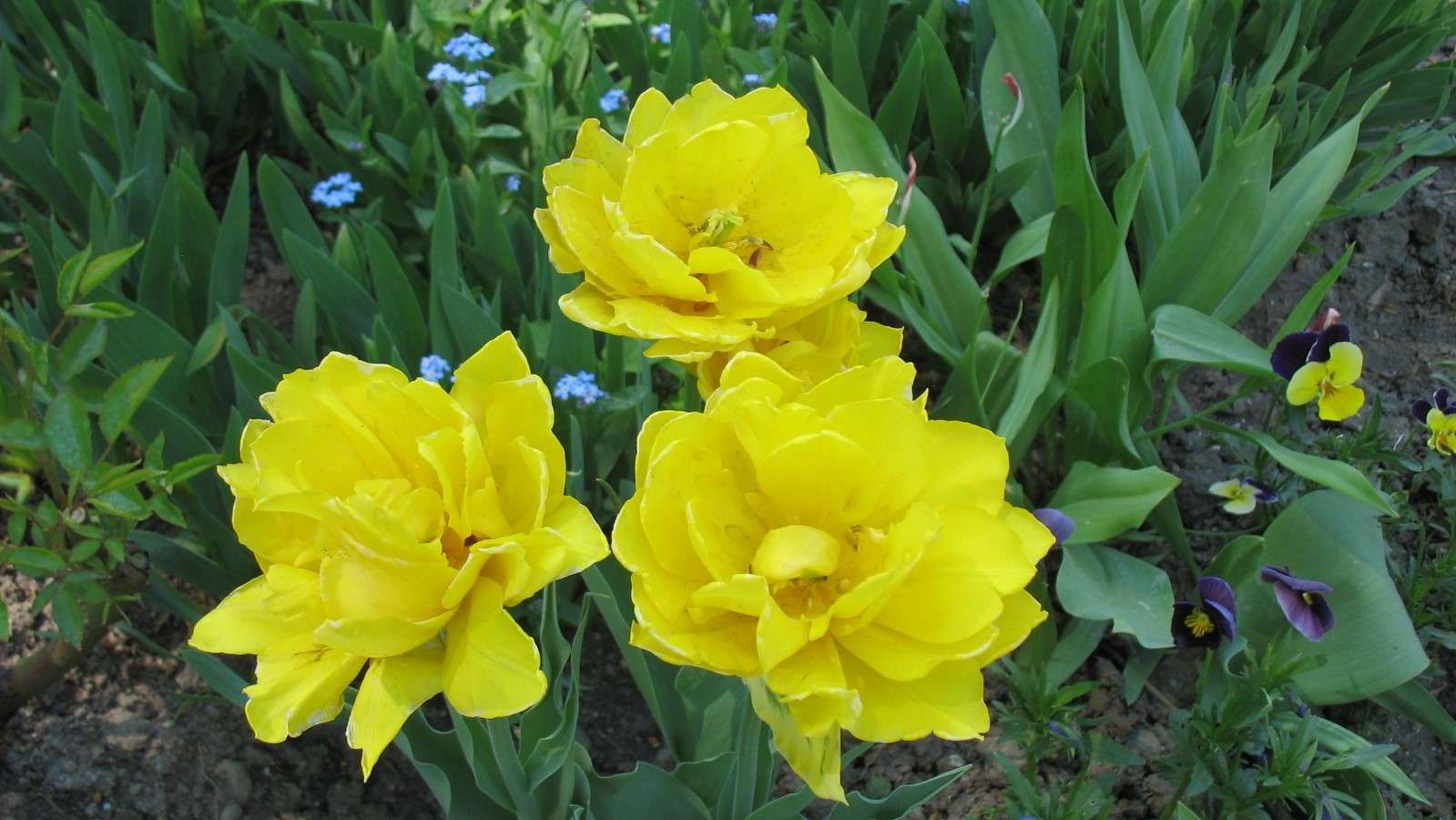 Három sárga tulipán online puzzle