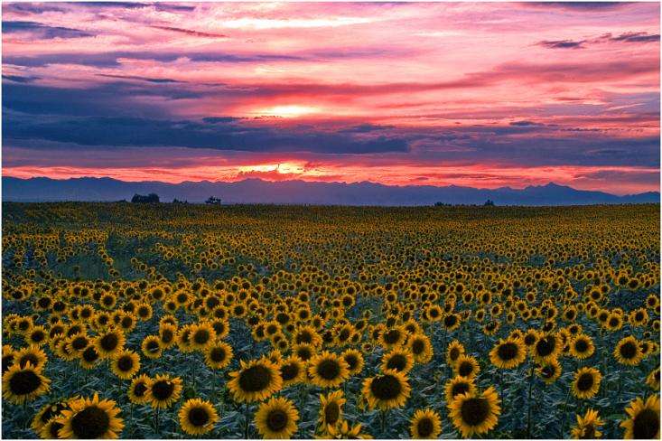 field of sunflowers online puzzle