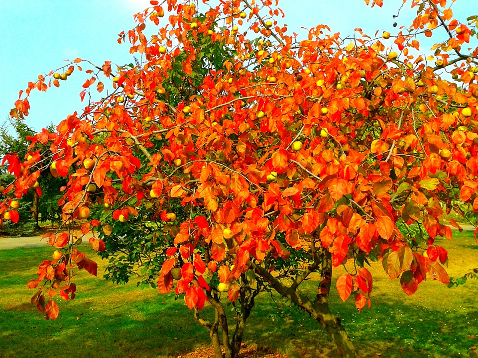 Ябълково дърво в есенна роба. онлайн пъзел