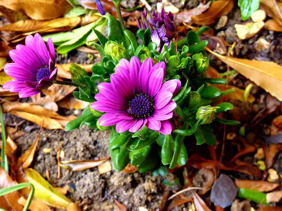 Лилаво цвете. онлайн пъзел