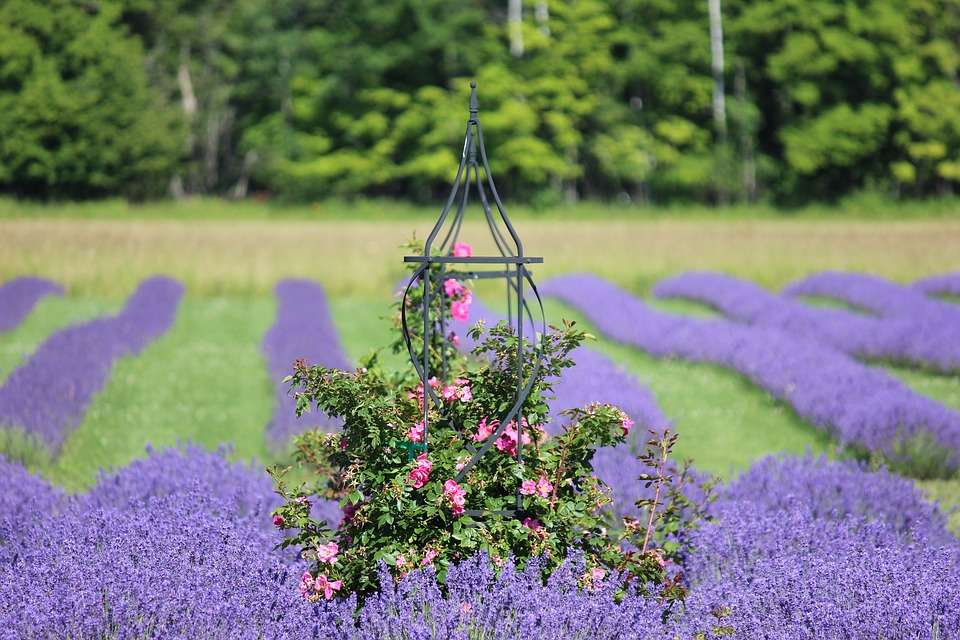 Een roos in een lavendel veld. online puzzel