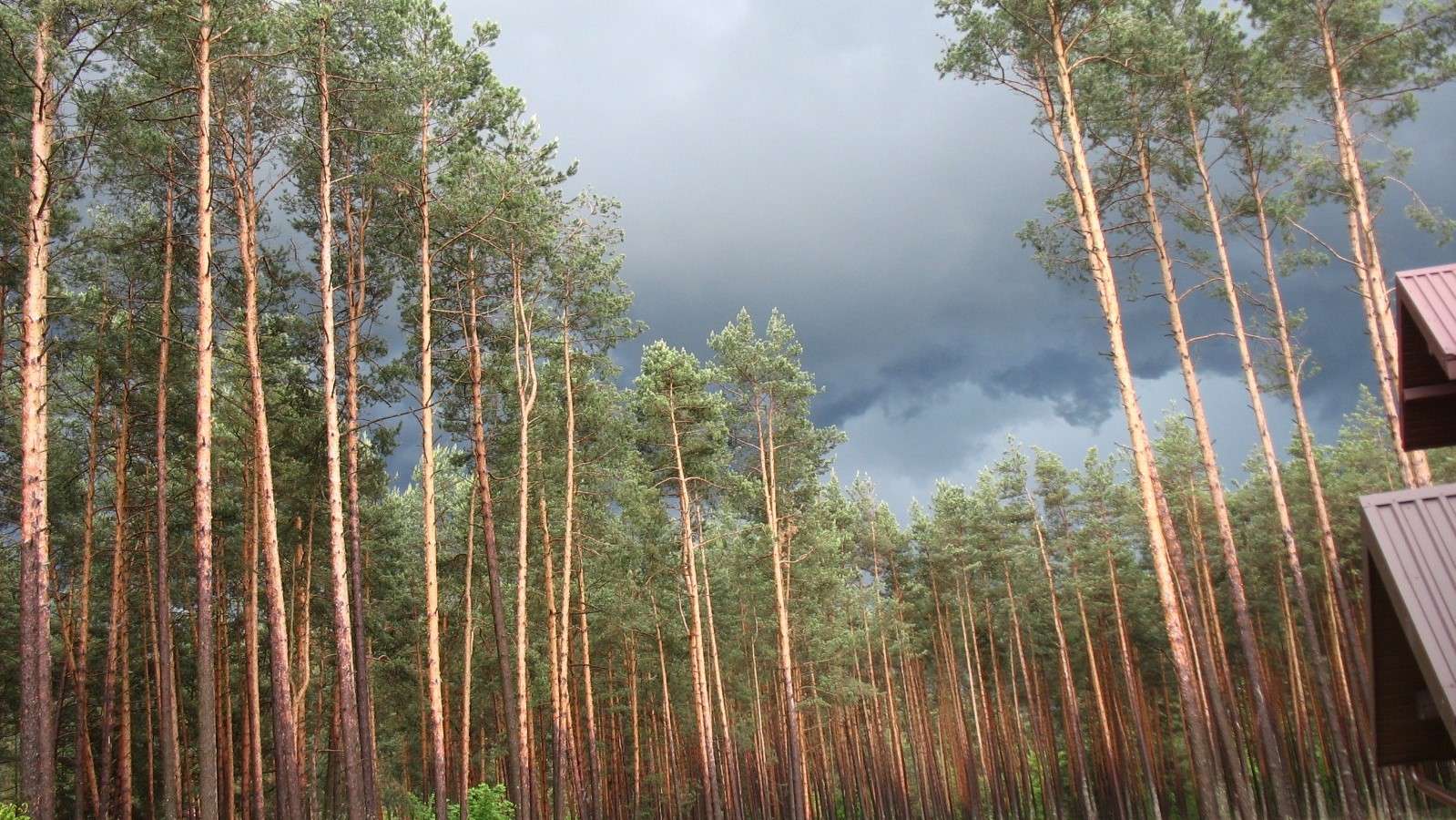 Forest in Suścu online puzzle