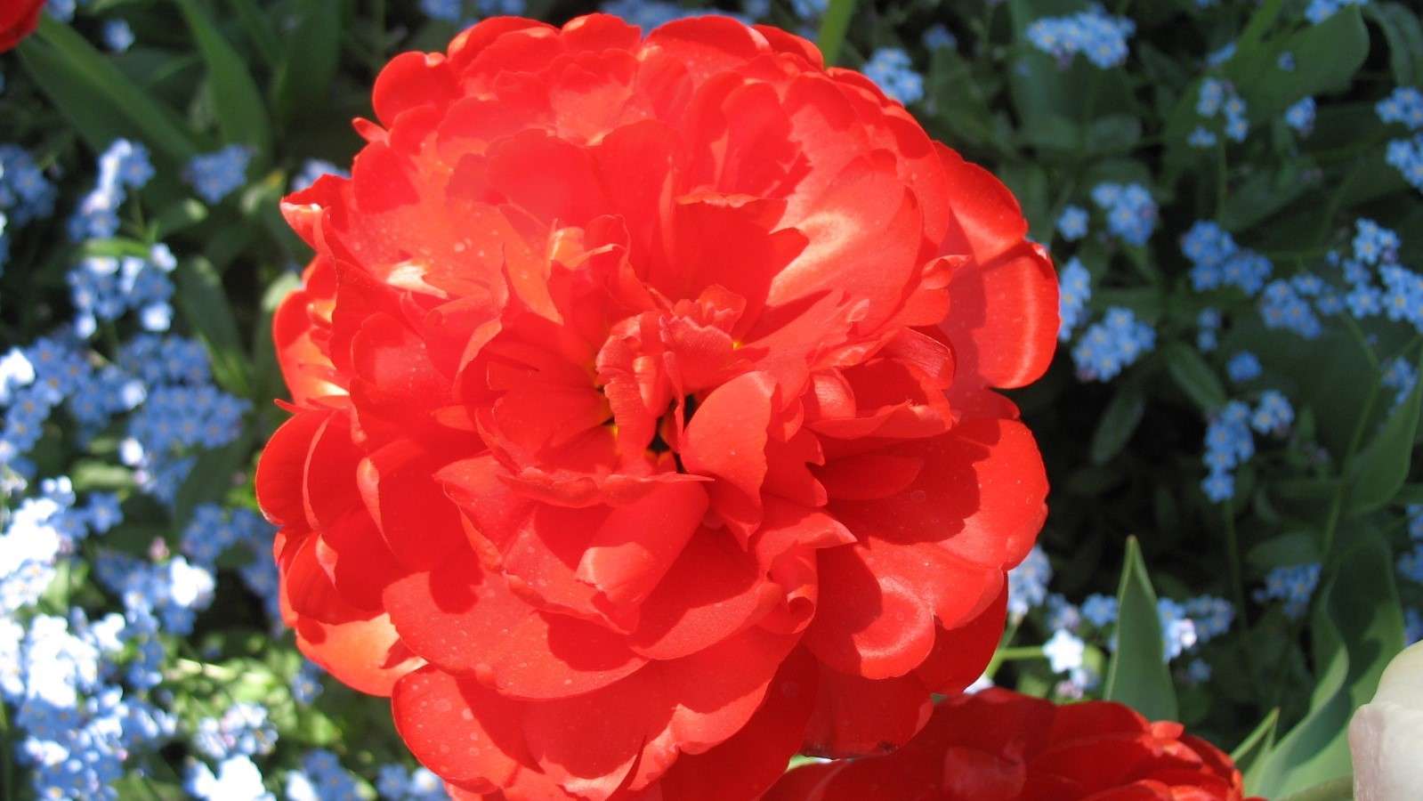 Flor vermelha puzzle online