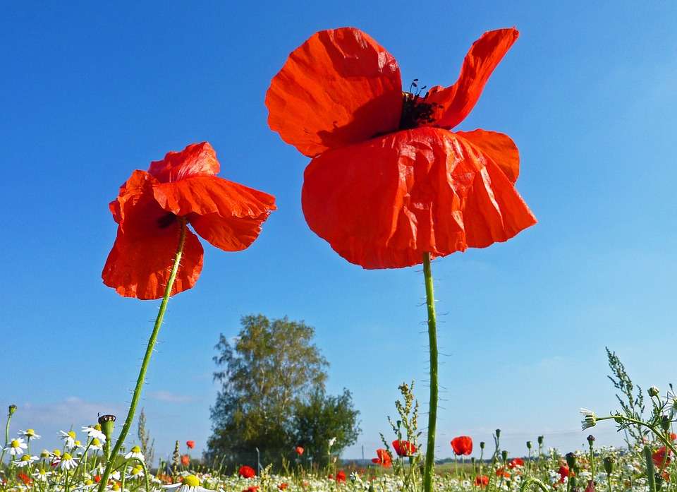 Red poppies. jigsaw puzzle online