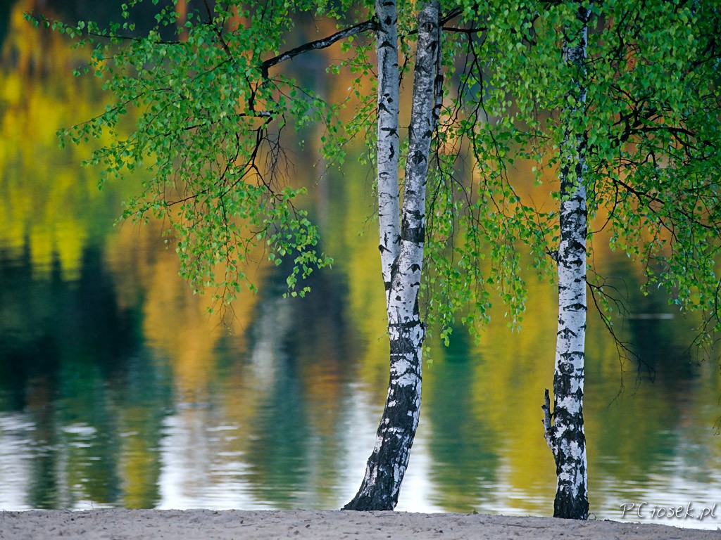 Birches by the river. online puzzle