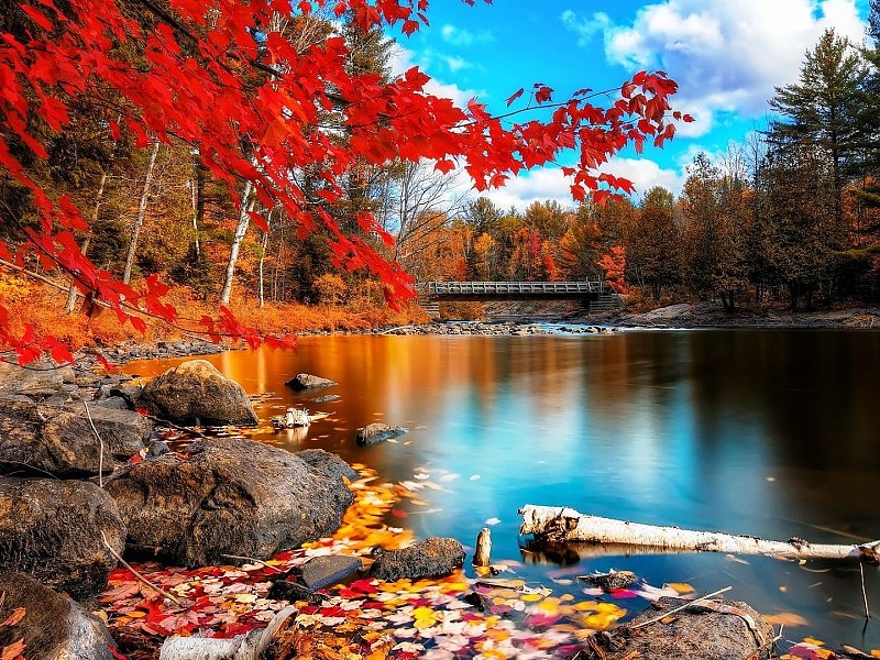 Autumn colors. online puzzle