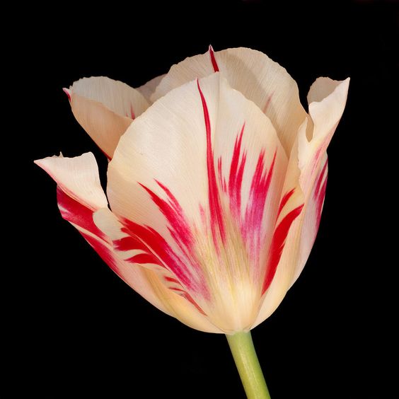 tulip from the garden jigsaw puzzle online
